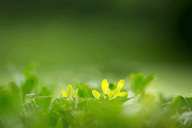 春天花正開，春敏快走開！