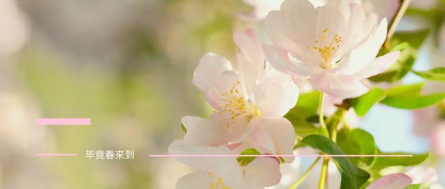 Oh，No! 春天美美的，你卻黃黃的....